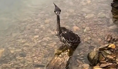 「世上最神祕鳥」被誤認普通水鳥　救援後證實：僅剩千隻的海南鳽