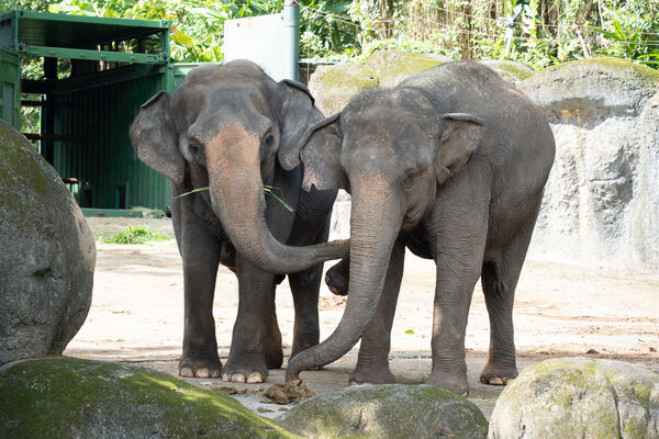 亞洲象友信友愷。（圖/台北市立動物園提供）