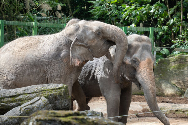亞洲象友信友愷。（圖/台北市立動物園提供）