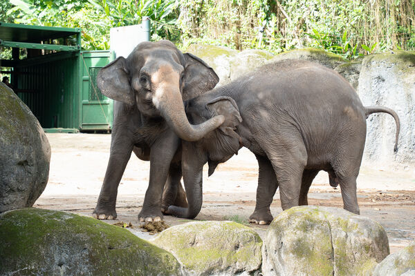 亞洲象友信友愷。（圖/台北市立動物園提供）