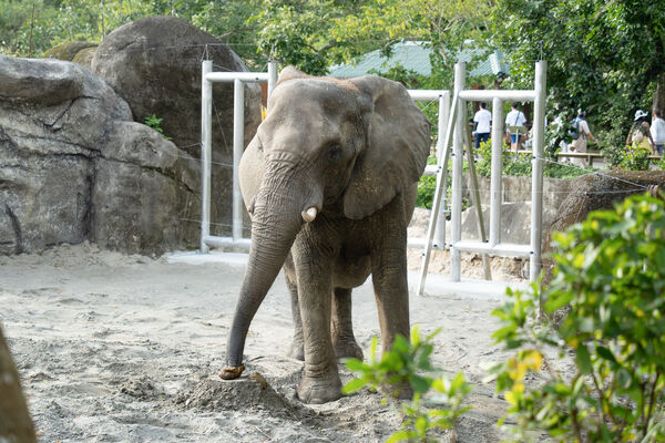 非洲象千惠。（圖／台北市立動物園提供）