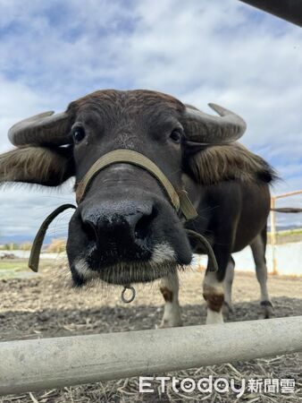 水牛小菓子。（圖／Threads@ruiy_1116提供）