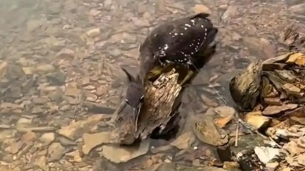 ▲▼ 「世界上最神秘的鳥」現身千島湖被漁網線纏住,男子開船路過將其解救 野外數量僅約千隻 。(圖/翻攝 紅星新聞)