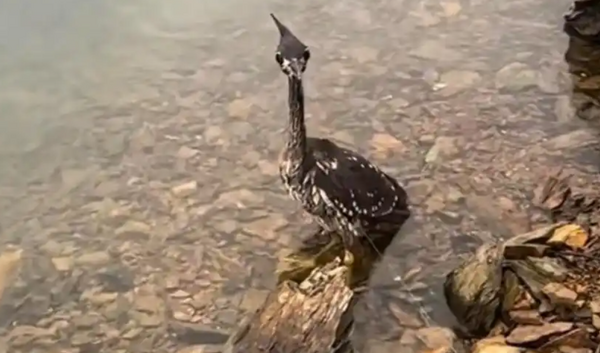 ▲▼  「世界上最神秘的鳥」現身千島湖被漁網線纏住，男子開船路過將其解救 野外數量僅約千隻           。（圖／翻攝 紅星新聞）
