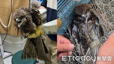 基隆望海巷驚見黑鳶「腿纏釣線」水中浮沈　釣客漁船聯手救援