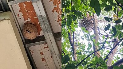 清明出遊注意虎頭蜂　新北打造智慧防蜂系統防螫傷