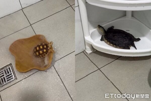 裝錯靈魂？陸龜「熱愛泡澡」沖水超chill　澤龜躲超遠死都不碰