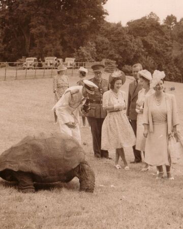 ▲世界最長壽陸龜喬納森被傳死訊。（圖／翻攝自St Helena Tourism）