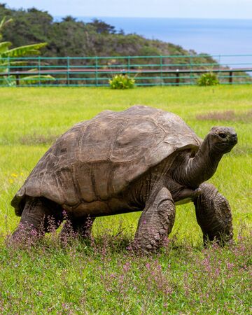 ▲世界最長壽陸龜喬納森被傳死訊。（圖／翻攝自St Helena Tourism）