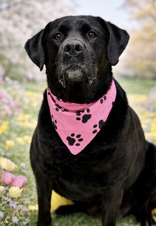 拉布拉多犬Molly。（圖／翻攝自Effingham County Animal Shelter & Control）
