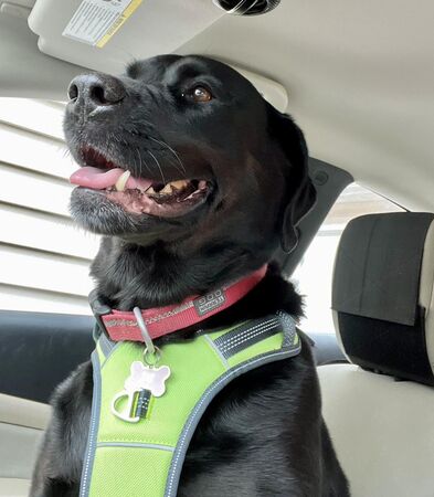 拉布拉多犬Molly。（圖／翻攝自Effingham County Animal Shelter & Control）
