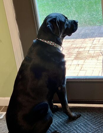 拉布拉多犬Molly。（圖／翻攝自Effingham County Animal Shelter & Control）