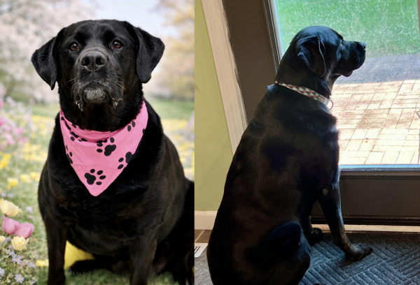 8歲拉布拉多進收容所　再次退養竟因為被嫌「太大隻」