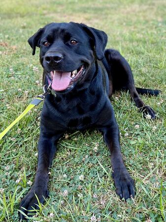拉布拉多犬Molly。（圖／翻攝自Effingham County Animal Shelter & Control）