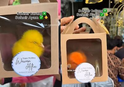 新人婚禮伴手禮送「活體小雞」！還染成五顏六色...挨轟殘忍