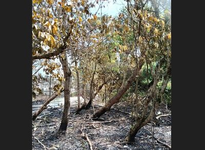 疑燒金紙釀禍！宜蘭員山公墓30棵真柏、羅漢松、牛樟全毀