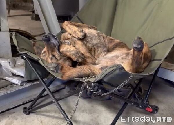 下雨天「保全偷摸魚」睡到翻　四腳朝天爽的不成狗樣