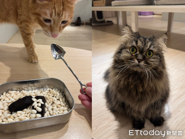 ▲愚人節自製「貓砂盆」創意料理　賣相太逼真：三貓看傻眼超震驚。（圖／網友＠camulet2017提供，請勿隨意翻拍，以免侵權。）