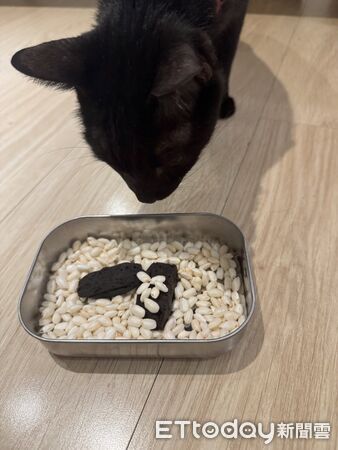 ▲愚人節自製「貓砂盆」創意料理　賣相太逼真：三貓看傻眼超震驚。（圖／網友＠camulet2017提供，請勿隨意翻拍，以免侵權。）