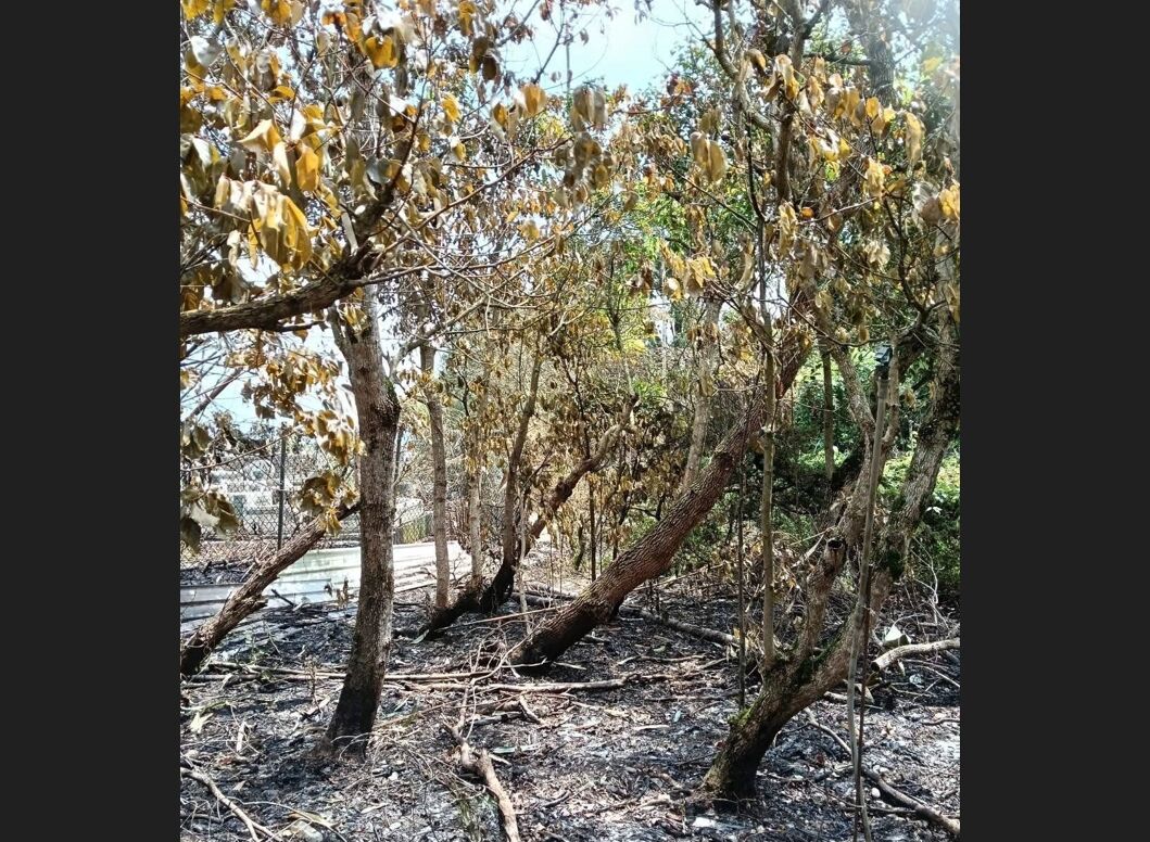 疑燒金紙釀禍!宜蘭員山公墓30棵真柏、羅漢松、牛樟全毀