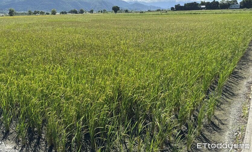 極端氣候稻熱病常態化!玉里鎮防治用藥補助啓跑 每公頃600元