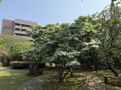 北市「流蘇花」觀賞期到4月中