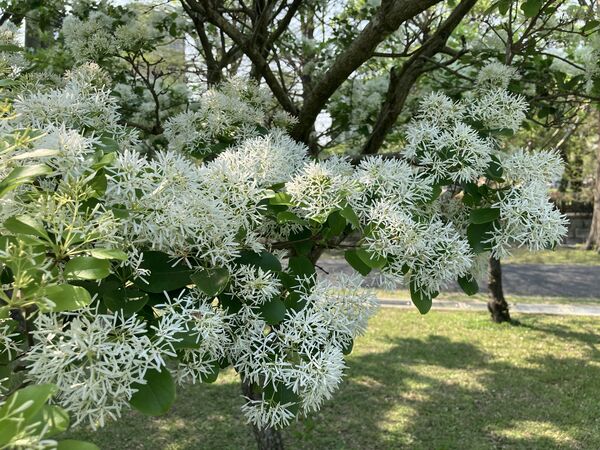 ▲台北市「流蘇花景點」。（圖／北市公園處提供）