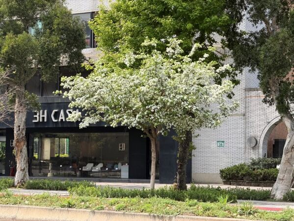 ▲台北市「流蘇花景點」。（圖／北市公園處提供）