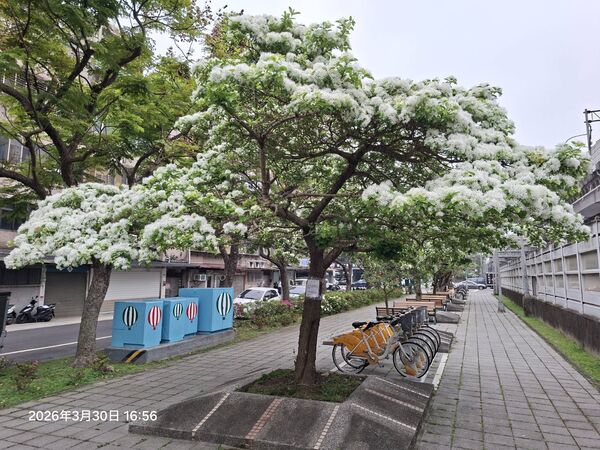 ▲台北市「流蘇花景點」。（圖／北市公園處提供）