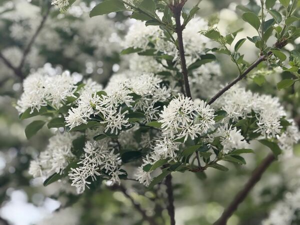▲台北市「流蘇花景點」。（圖／北市公園處提供）