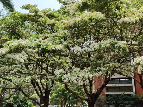 ▲台北市「流蘇花景點」。（圖／北市公園處提供）