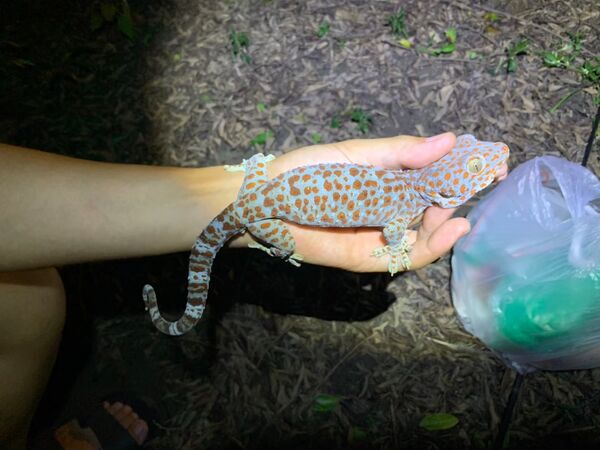 [新聞] 外來種巨型守宮攻占高美館　夜間抓捕潮爆 - 八卦 - PTT.BEST 批踢踢爆文