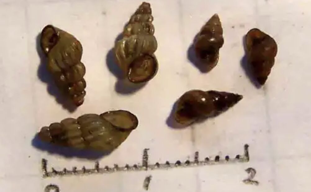 陸血吸蟲病4月起進入高發季 警惕不起眼小螺!接觸10秒即感染