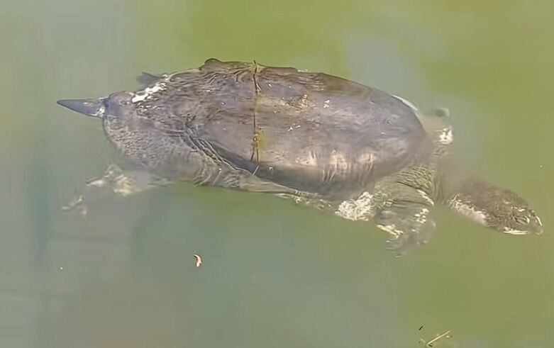 世界最孤單的動物「百歲斑鱉」蘇州現蹤 全球或僅存2至3隻 | ETtoday大陸新聞 | ETtoday新聞雲