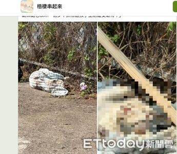 台中驚見「2歲法鬥」遭棄屍草叢 動保處找到主人:最高罰1.5萬
