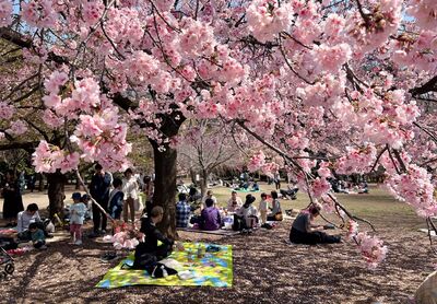東京櫻花季必存攻略！盤點當地15處賞櫻名所　划船穿梭花海間
