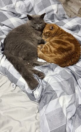 ▲。（圖／翻攝自X／@Purp1eKey）