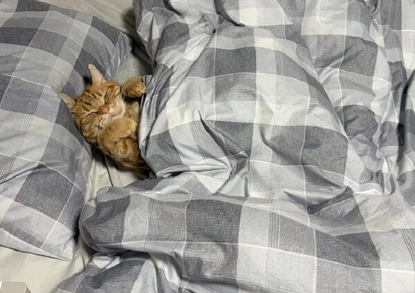 ▲。（圖／翻攝自X／@Purp1eKey）