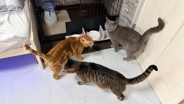 ▲。（圖／翻攝自X／@Purp1eKey）