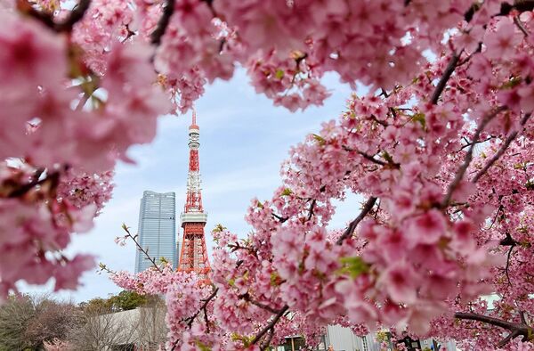 ▲▼15座東京賞櫻名所。（圖／CJ夫人授權提供）