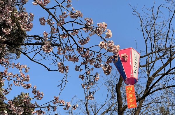 ▲▼15座東京賞櫻名所。（圖／CJ夫人授權提供）