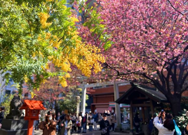 ▲▼15座東京賞櫻名所。（圖／CJ夫人授權提供）