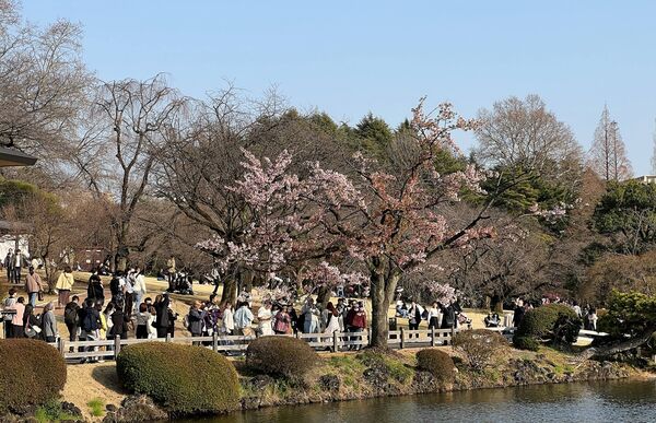▲▼15座東京賞櫻名所。（圖／CJ夫人授權提供）
