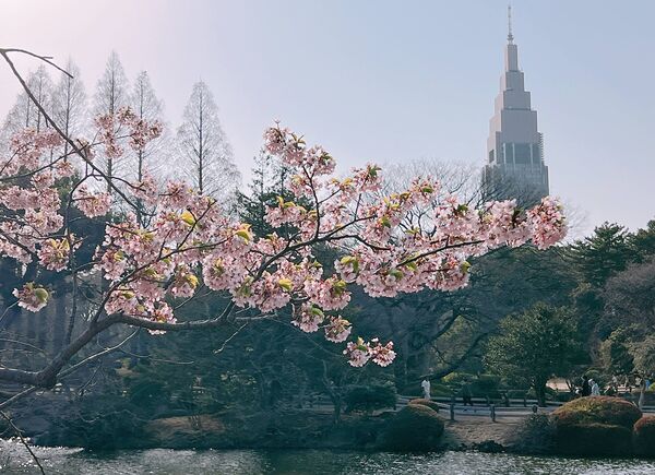 ▲▼15座東京賞櫻名所。（圖／CJ夫人授權提供）