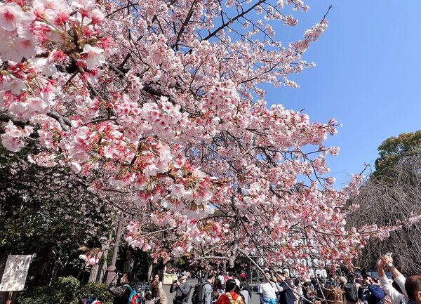 ▲▼15座東京賞櫻名所。（圖／CJ夫人授權提供）