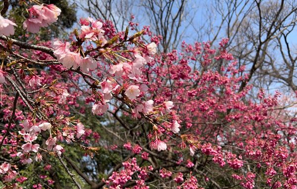▲▼15座東京賞櫻名所。（圖／CJ夫人授權提供）