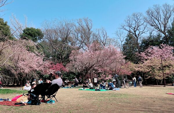 ▲▼15座東京賞櫻名所。（圖／CJ夫人授權提供）
