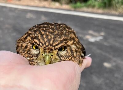 車頂長出「憤怒鳥」呆萌圓滾滾　嬌小外表下竟是夜間獵手