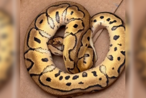 乘客抱怨「好像有東西掉出來」　司機打開後車箱驚見活蟒蛇。（圖／翻攝自Exeter Township Police Department）