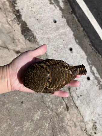 ▲。（圖／新北市政府動物保護防疫處提供）